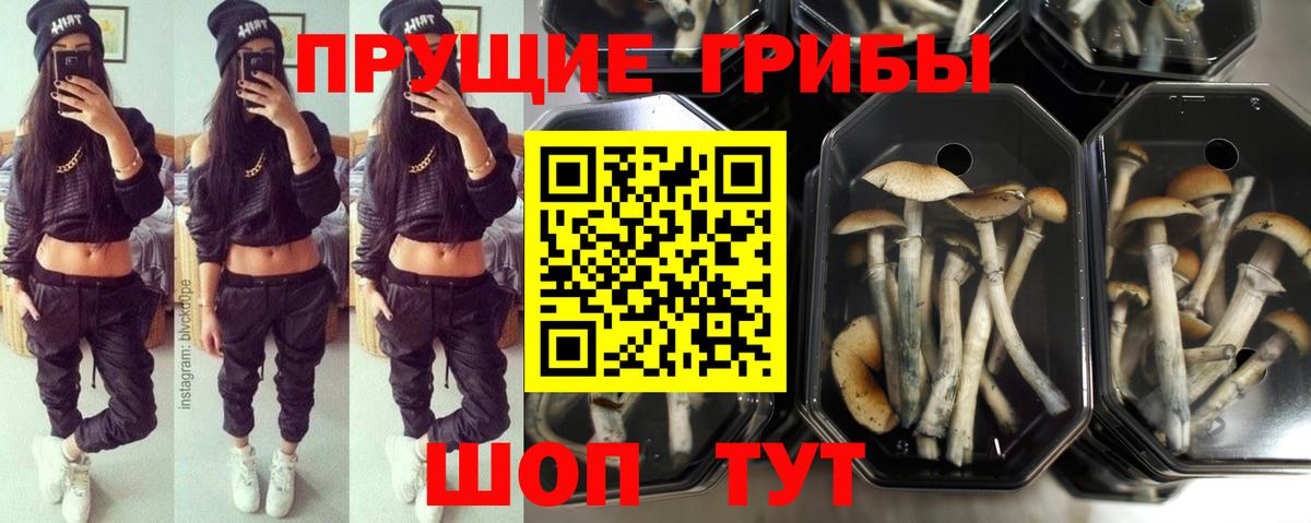 дарнет шоп  Псилоцибиновые грибы MAGIC MUSHROOMS  Медногорск  Псилоцибиновые грибы MAGIC MUSHROOMS 