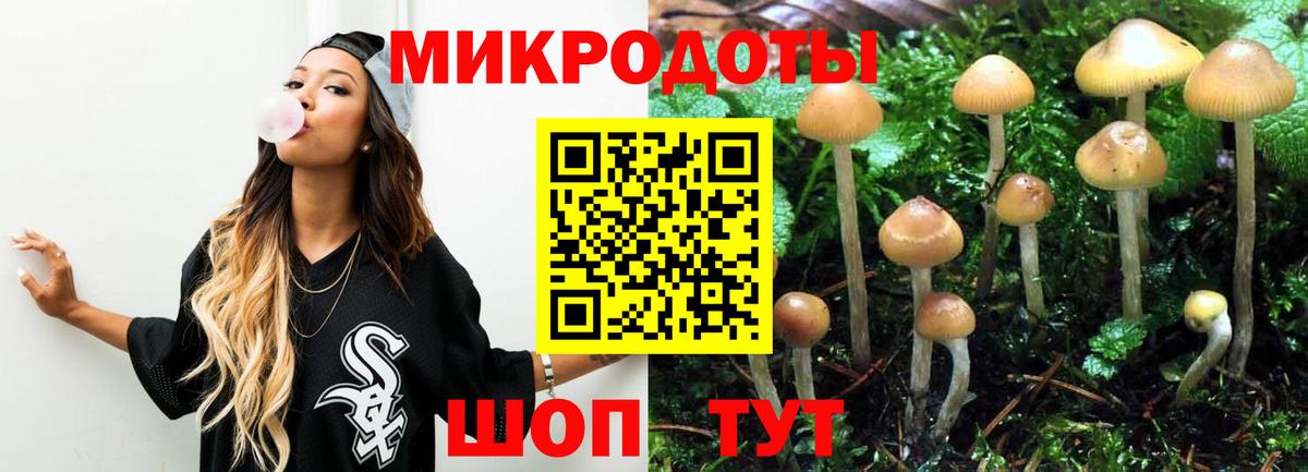 Псилоцибиновые грибы Psilocybe Медногорск